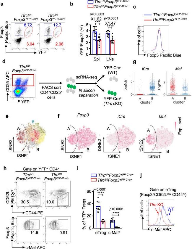 c-MAF Antibody in Flow Cytometry (Flow)