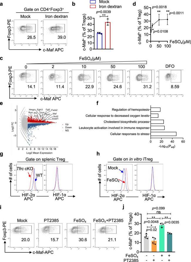 HIF-1 alpha Antibody in Flow Cytometry (Flow)