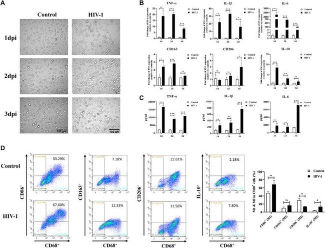 CD86 (B7-2) Antibody in Flow Cytometry (Flow)