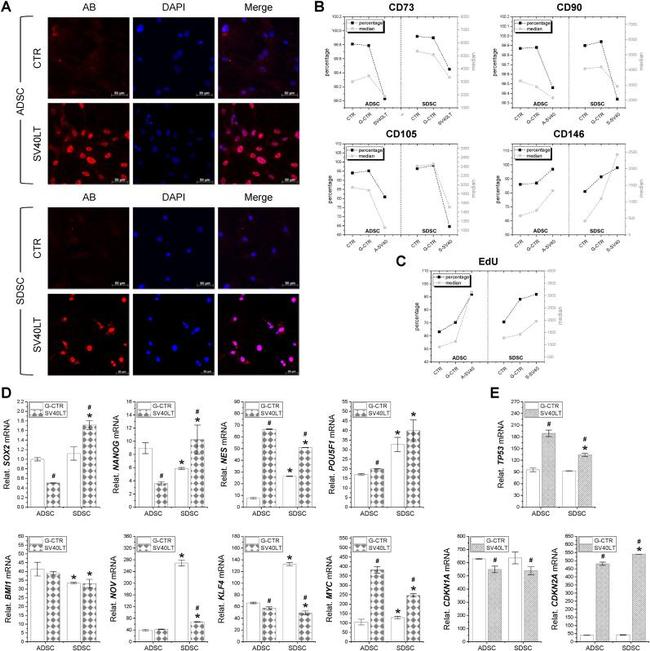 CD73 Antibody in Flow Cytometry (Flow)