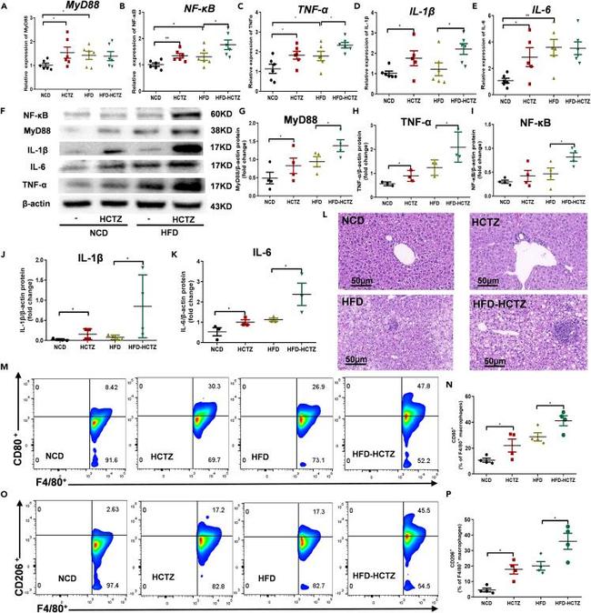 CD206 (MMR) Antibody in Flow Cytometry (Flow)