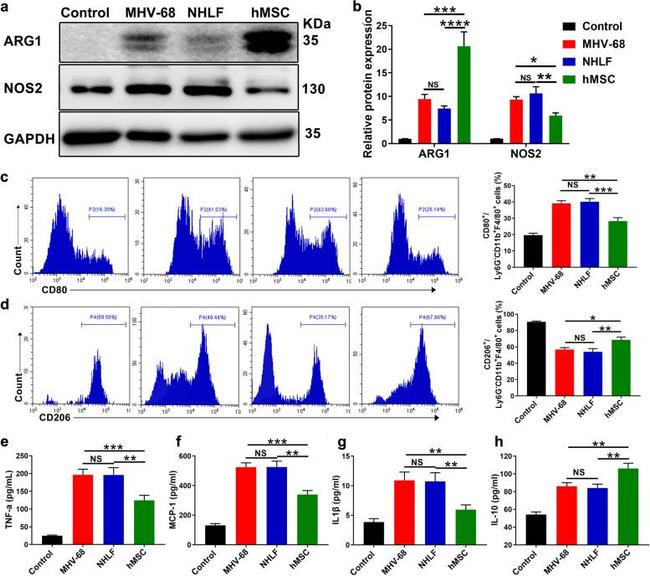 CD80 (B7-1) Antibody in Flow Cytometry (Flow)