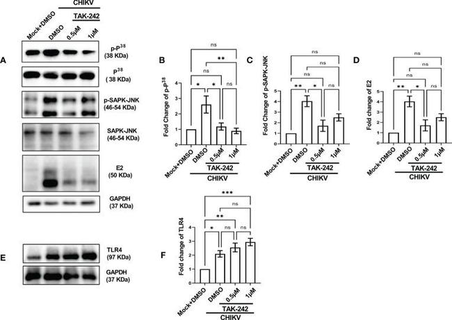 TLR4 Antibody in Western Blot (WB)