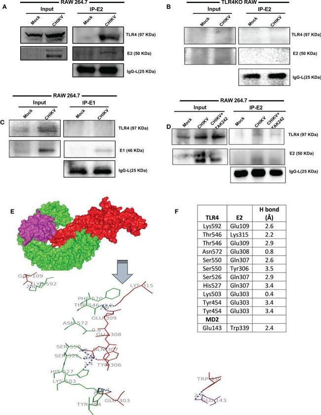 TLR4 Antibody in Western Blot (WB)