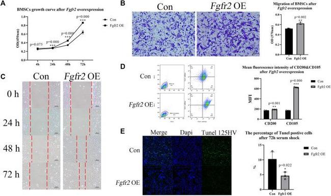 CD200 Antibody in Flow Cytometry (Flow)