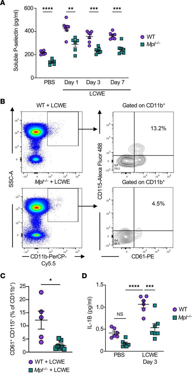 CD115 (c-fms) Antibody in Flow Cytometry (Flow)