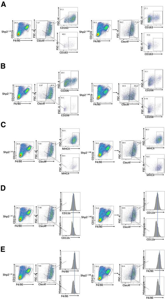 CD163 Antibody in Flow Cytometry (Flow)