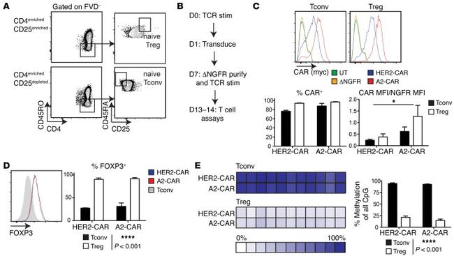 FOXP3 Antibody in Flow Cytometry (Flow)