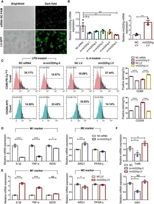 CD206 (MMR) Antibody in Flow Cytometry (Flow)