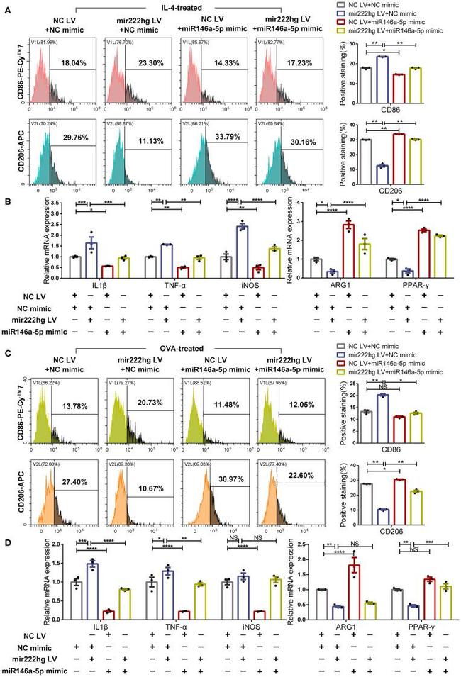 CD206 (MMR) Antibody in Flow Cytometry (Flow)