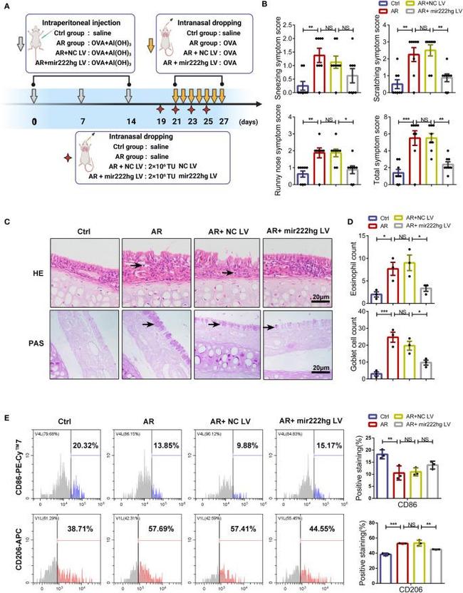 CD206 (MMR) Antibody in Flow Cytometry (Flow)