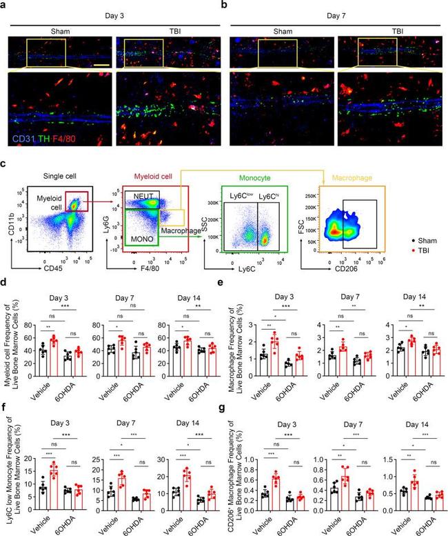 CD11b Antibody in Flow Cytometry (Flow)