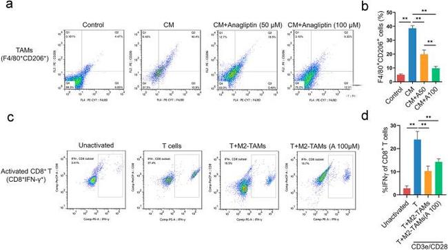 CD206 (MMR) Antibody in Flow Cytometry (Flow)