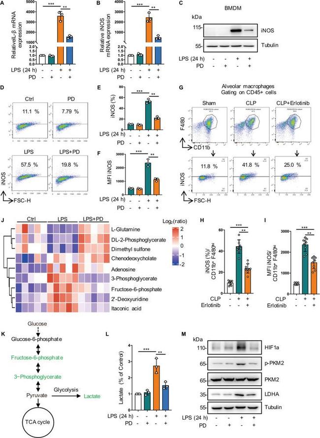 iNOS Antibody in Flow Cytometry (Flow)