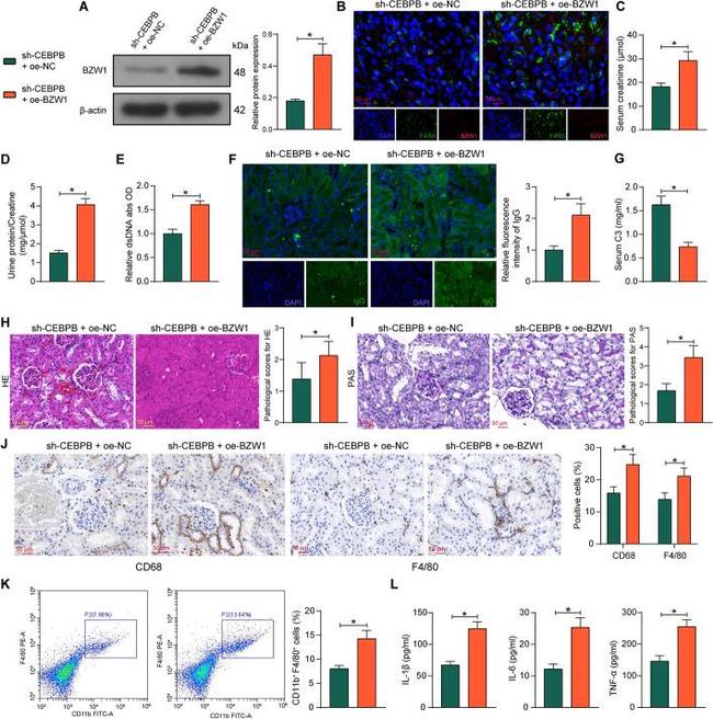 F4/80 Antibody in Immunohistochemistry (IHC)