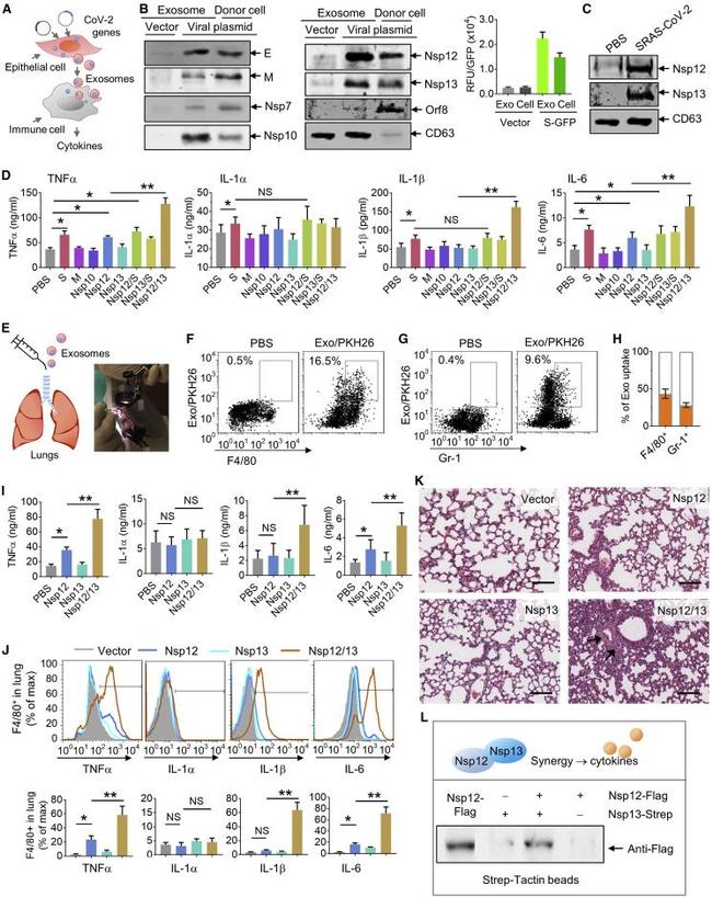 TNF alpha Antibody in Flow Cytometry (Flow)