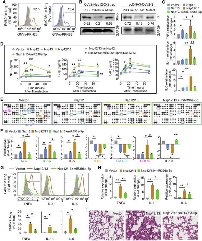 CD326 (EpCAM) Antibody in Flow Cytometry (Flow)