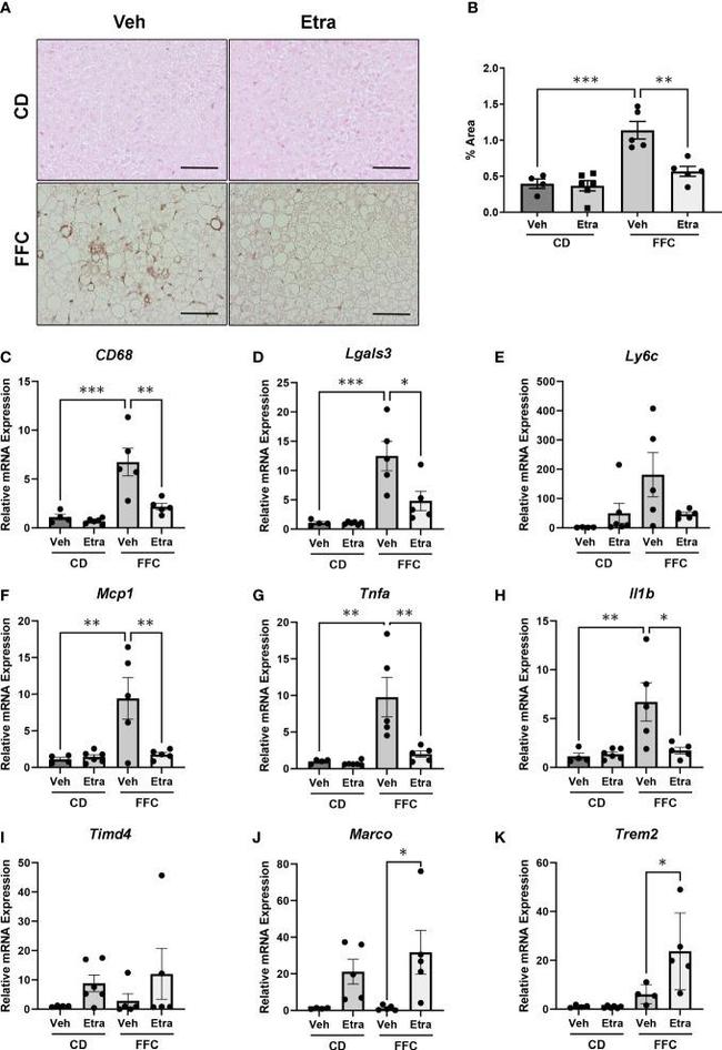 Galectin 3 Antibody in Immunohistochemistry (IHC)