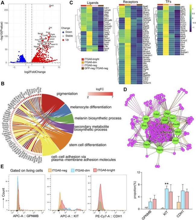 GPNMB Antibody in Flow Cytometry (Flow)