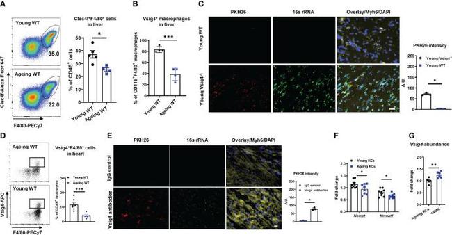 VSIG4 Antibody in Flow Cytometry (Flow)