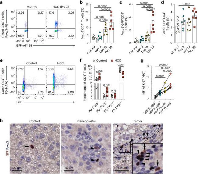 FOXP3 Antibody in Flow Cytometry (Flow)