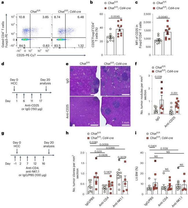 FOXP3 Antibody in Flow Cytometry (Flow)