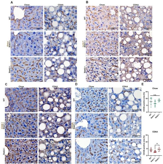 Endomucin Antibody in Immunohistochemistry (IHC)