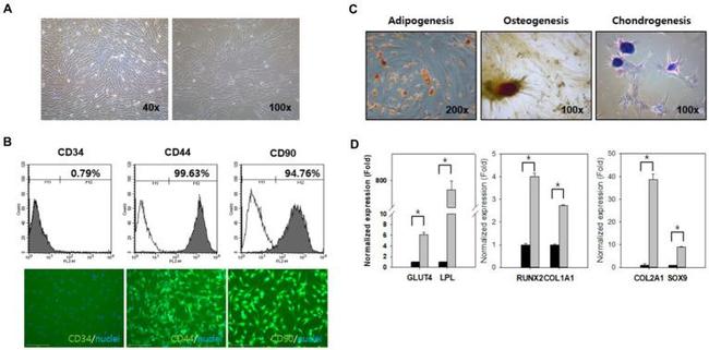 CD90 (Thy-1) Antibody in Flow Cytometry (Flow)