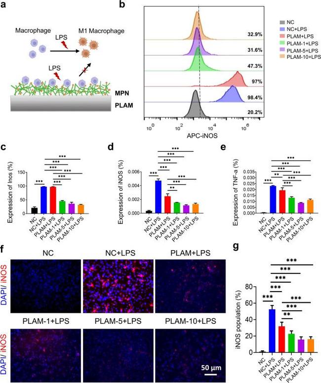 iNOS Antibody in Flow Cytometry (Flow)