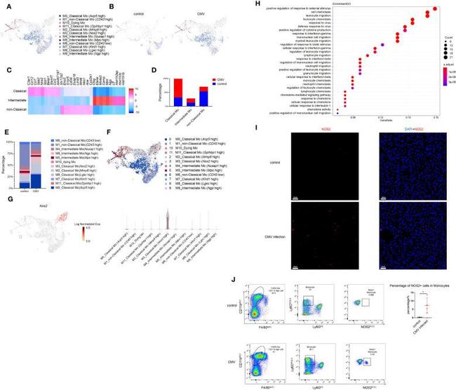 iNOS Antibody in Flow Cytometry (Flow)