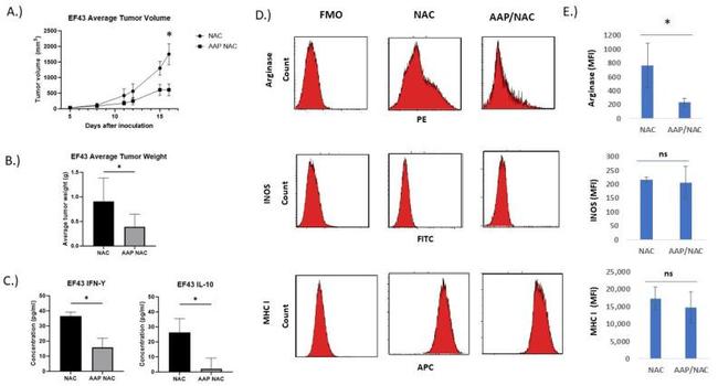 iNOS Antibody in Flow Cytometry (Flow)