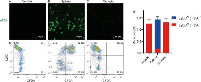 Ly-6C Antibody in Flow Cytometry (Flow)