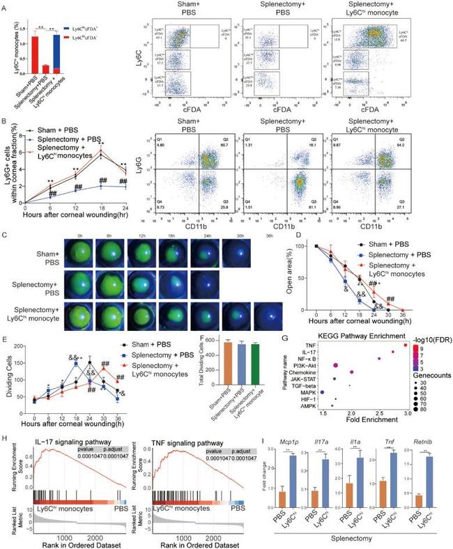 Ly-6C Antibody in Flow Cytometry (Flow)