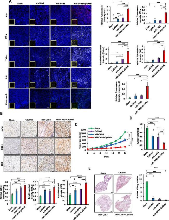 NK1.1 Antibody in Immunohistochemistry (Paraffin) (IHC (P))