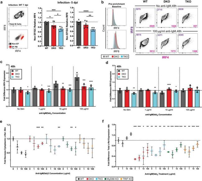 IRF4 Antibody in Flow Cytometry (Flow)