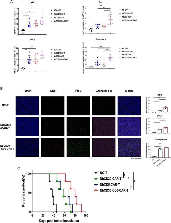 IL-2 Antibody in Flow Cytometry (Flow)