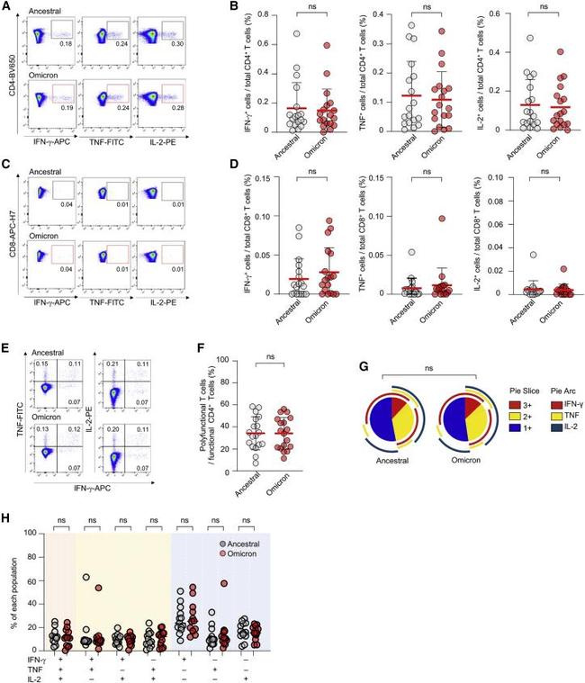 TNF alpha Antibody in Flow Cytometry (Flow)