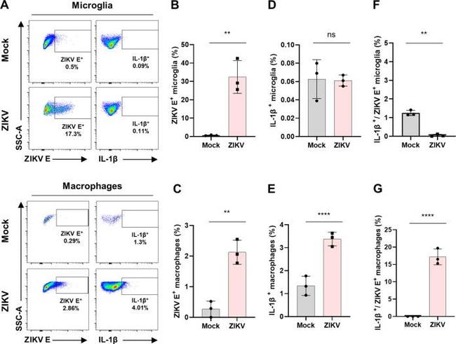 IL-1 beta (Pro-form) Antibody in Flow Cytometry (Flow)