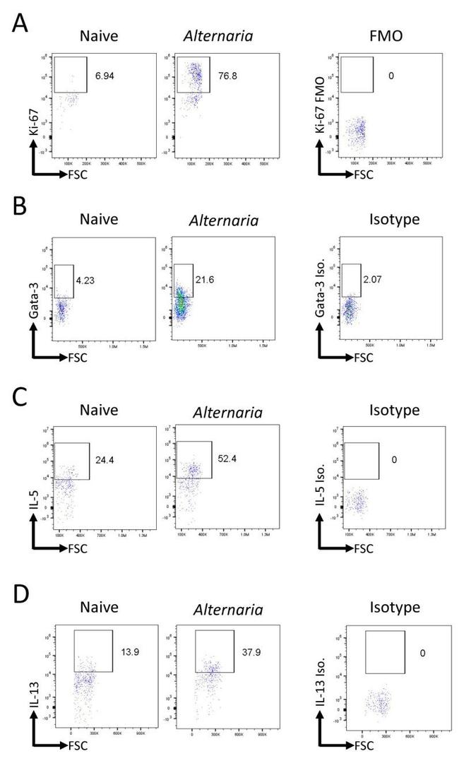 IL-13 Antibody in Flow Cytometry (Flow)