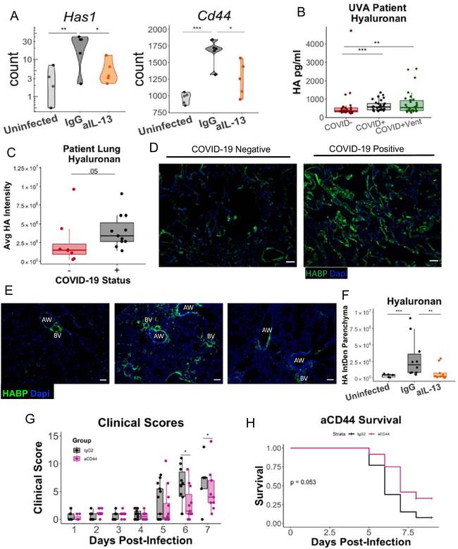 IL-13 Antibody in Neutralization (Neu)