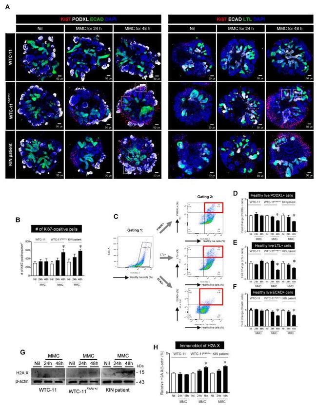 Podocalyxin Antibody in Flow Cytometry (Flow)