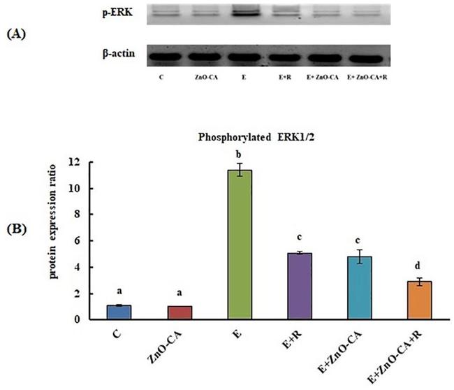 Phospho-ERK1/2 (Thr202, Tyr204) Antibody in Western Blot (WB)