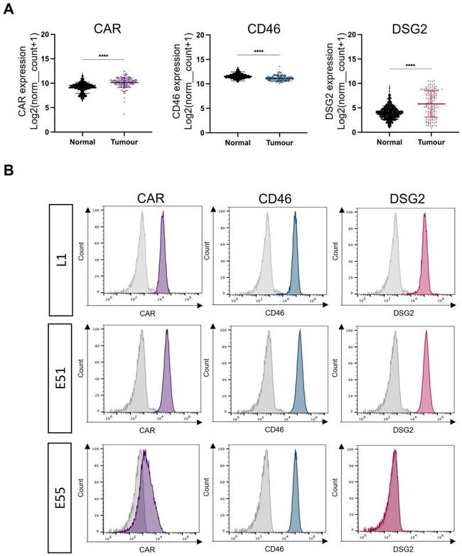 Desmoglein 2 Antibody in Flow Cytometry (Flow)