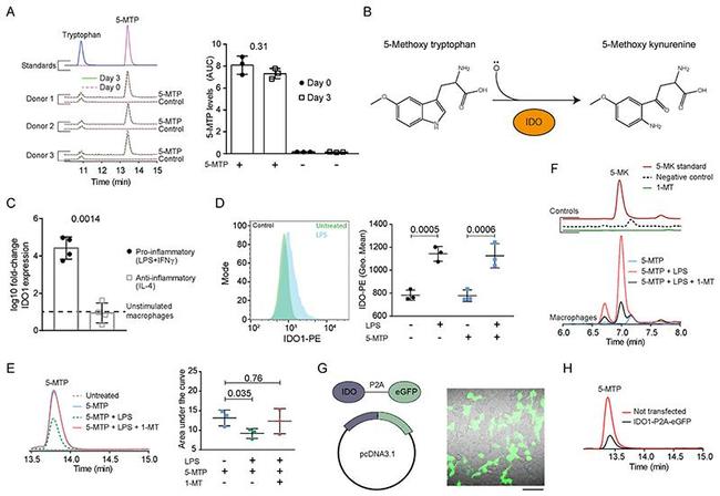 IDO Antibody in Flow Cytometry (Flow)