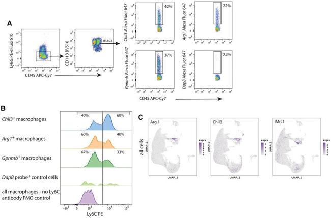 Ly-6G Antibody in Flow Cytometry (Flow)