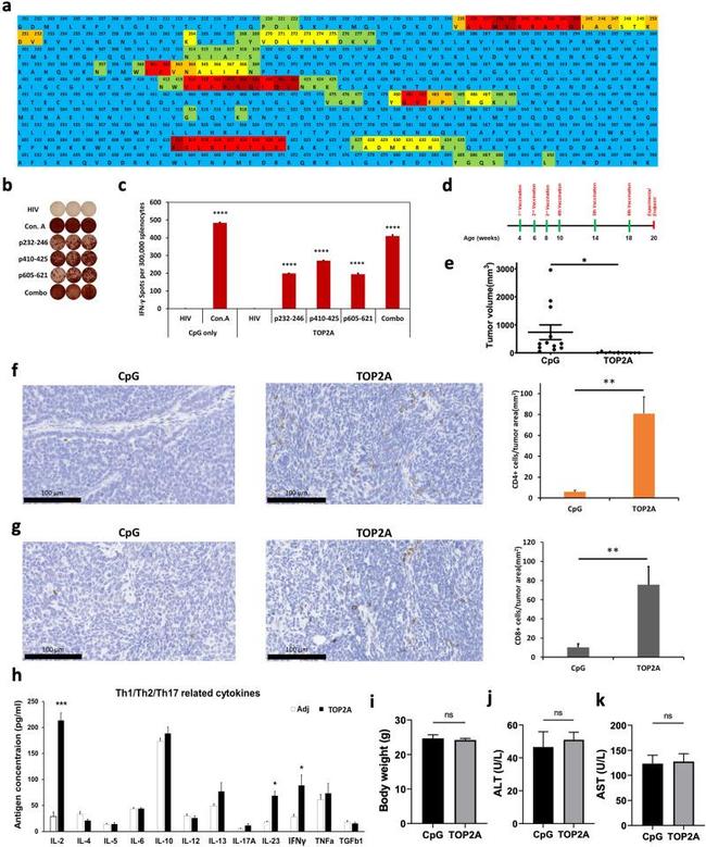 CD4 Antibody in Immunohistochemistry (Paraffin) (IHC (P))