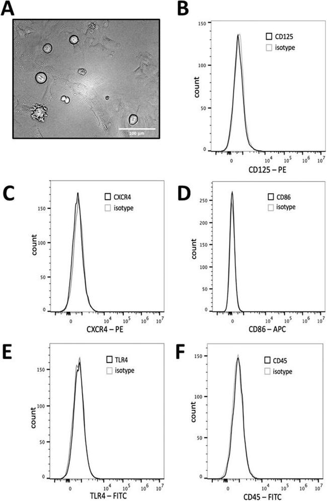 CD184 (CXCR4) Antibody in Flow Cytometry (Flow)