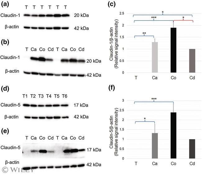 Claudin 1 Antibody in Western Blot (WB)