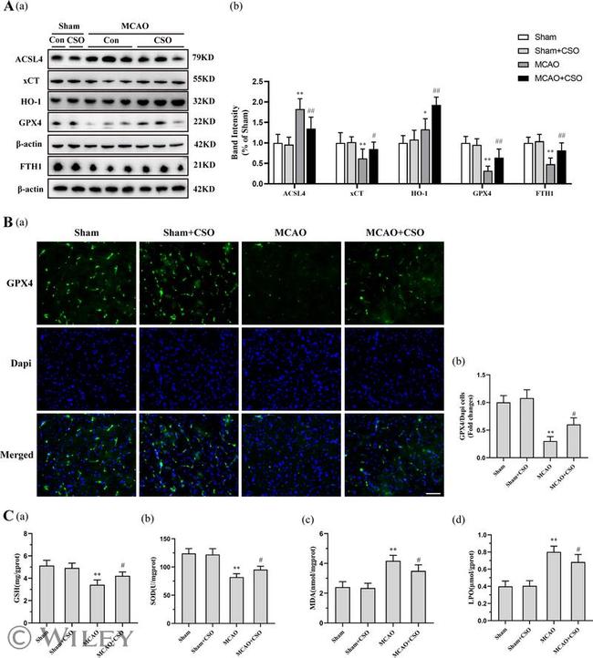 SLC7A11 Antibody in Western Blot (WB)