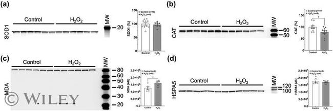 GRP78 Antibody in Western Blot (WB)